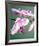 Pink Orchid-Amelie Vuillon-Framed Art Print