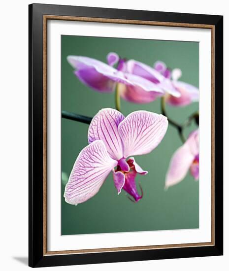 Pink Orchid-Amelie Vuillon-Framed Art Print