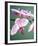 Pink Orchid-Amelie Vuillon-Framed Art Print