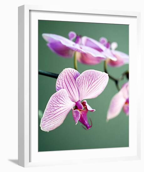 Pink Orchid-Amelie Vuillon-Framed Art Print