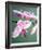 Pink Orchid-Amelie Vuillon-Framed Art Print