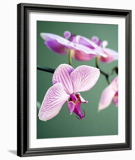 Pink Orchid-Amelie Vuillon-Framed Art Print