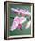 Pink Orchid-Amelie Vuillon-Framed Art Print