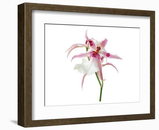 Pink Orchid-null-Framed Art Print