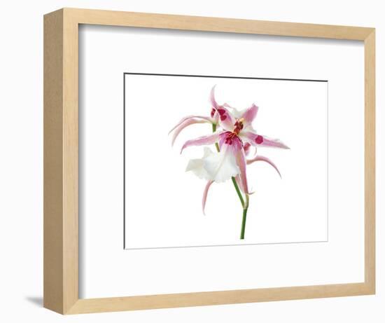 Pink Orchid-null-Framed Art Print