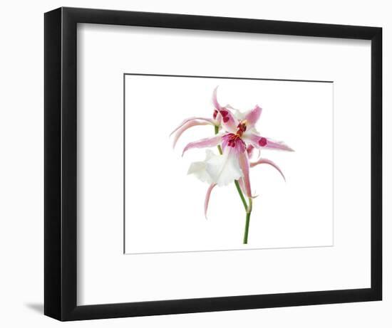 Pink Orchid-null-Framed Art Print