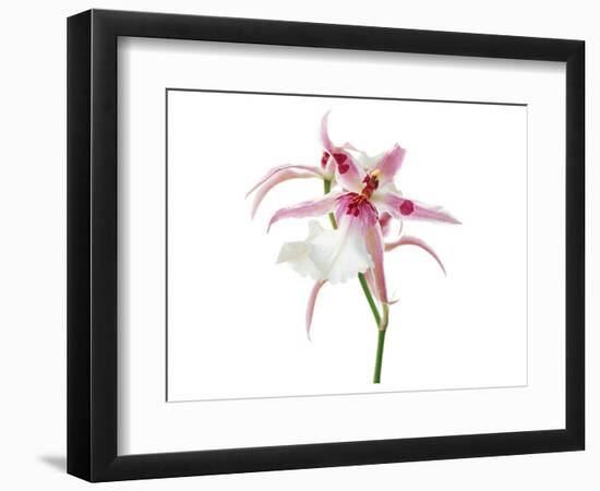 Pink Orchid-null-Framed Art Print