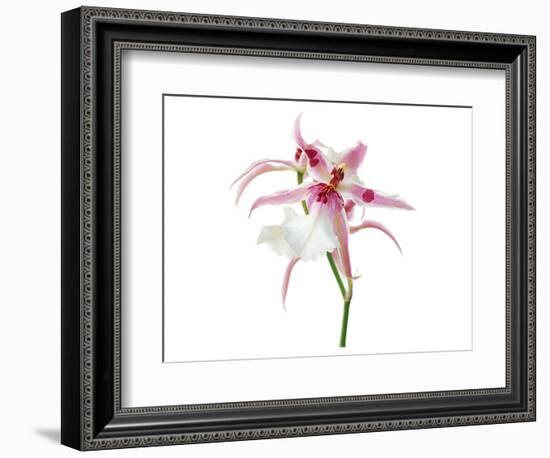 Pink Orchid-null-Framed Art Print