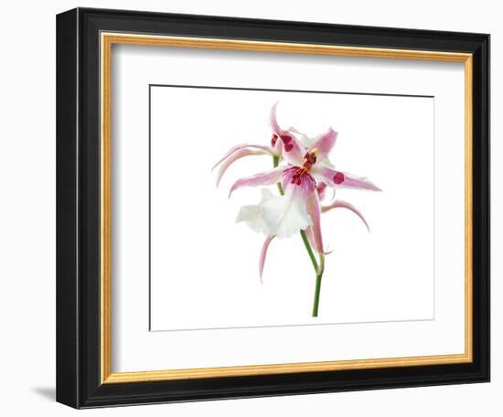 Pink Orchid-null-Framed Art Print