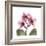 Pink Orchid-Albert Koetsier-Framed Art Print