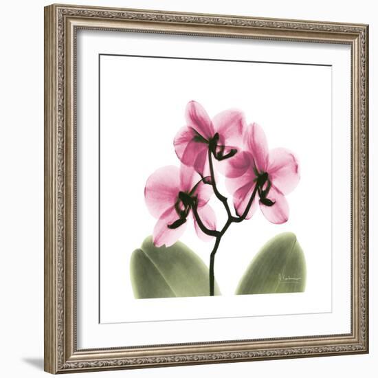 Pink Orchid-Albert Koetsier-Framed Art Print