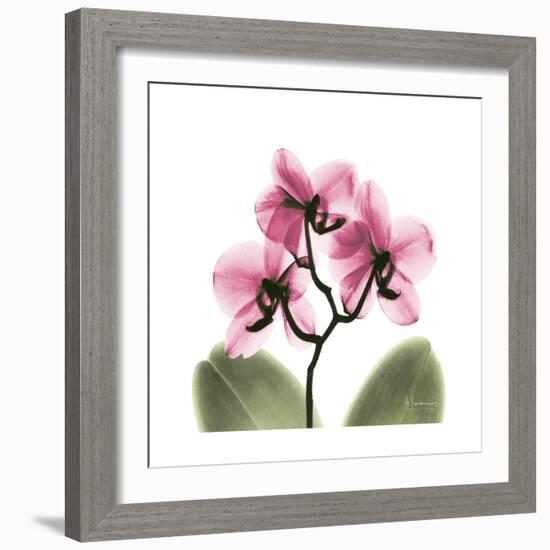 Pink Orchid-Albert Koetsier-Framed Art Print