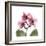 Pink Orchid-Albert Koetsier-Framed Art Print