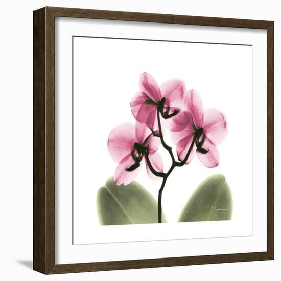 Pink Orchid-Albert Koetsier-Framed Art Print