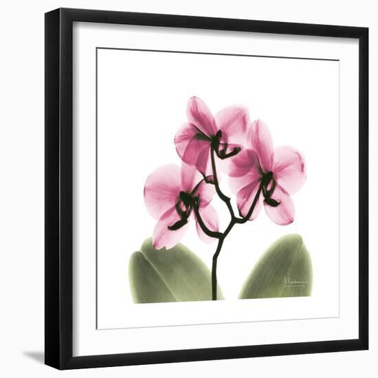 Pink Orchid-Albert Koetsier-Framed Art Print