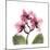 Pink Orchid-Albert Koetsier-Mounted Art Print