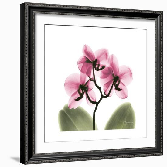 Pink Orchid-Albert Koetsier-Framed Art Print