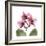 Pink Orchid-Albert Koetsier-Framed Art Print