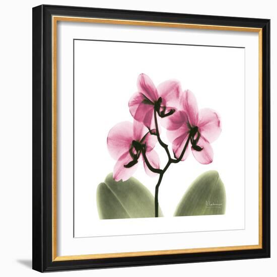 Pink Orchid-Albert Koetsier-Framed Art Print