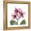 Pink Orchid-Albert Koetsier-Framed Stretched Canvas