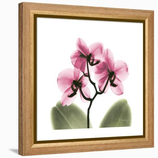 Pink Orchid-Albert Koetsier-Framed Stretched Canvas