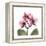 Pink Orchid-Albert Koetsier-Framed Stretched Canvas