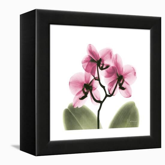 Pink Orchid-Albert Koetsier-Framed Stretched Canvas