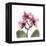 Pink Orchid-Albert Koetsier-Framed Stretched Canvas