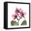 Pink Orchid-Albert Koetsier-Framed Stretched Canvas