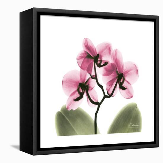 Pink Orchid-Albert Koetsier-Framed Stretched Canvas