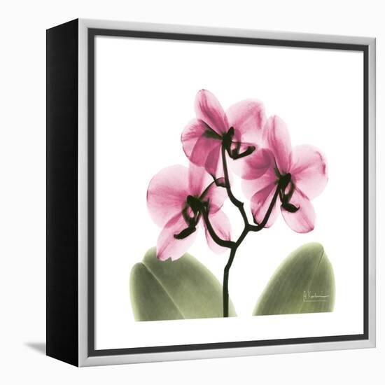 Pink Orchid-Albert Koetsier-Framed Stretched Canvas