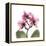 Pink Orchid-Albert Koetsier-Framed Stretched Canvas