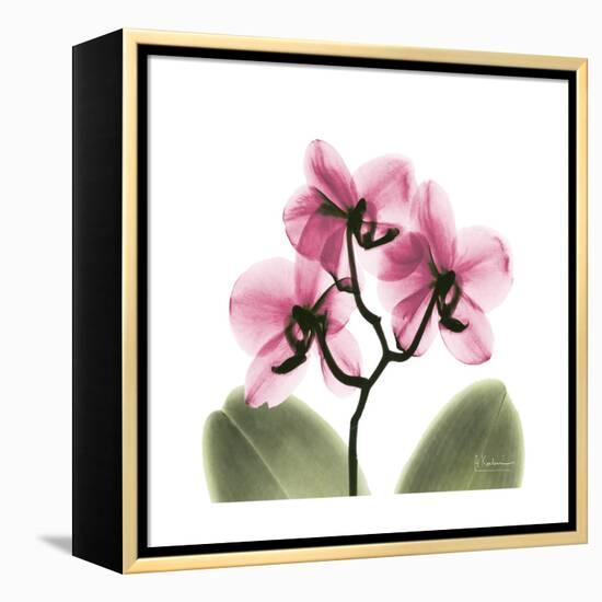 Pink Orchid-Albert Koetsier-Framed Stretched Canvas