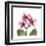 Pink Orchid-Albert Koetsier-Framed Art Print