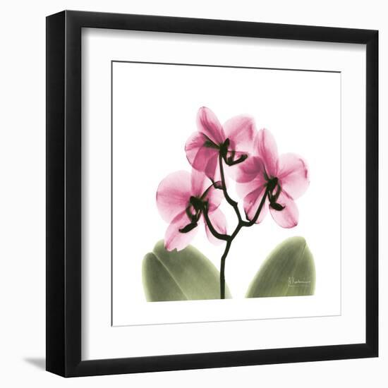 Pink Orchid-Albert Koetsier-Framed Art Print