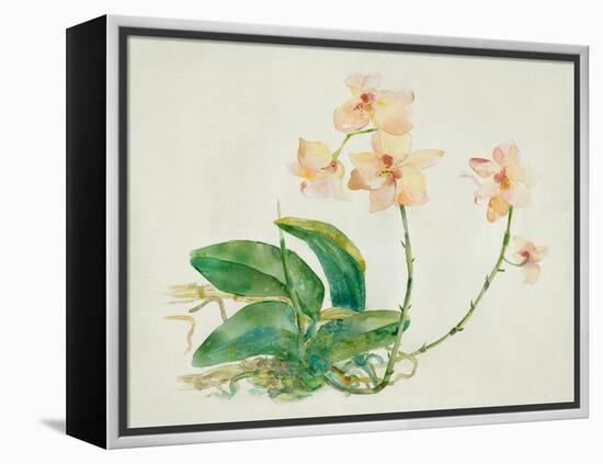 Pink Orchid-Maya Woods-Framed Stretched Canvas