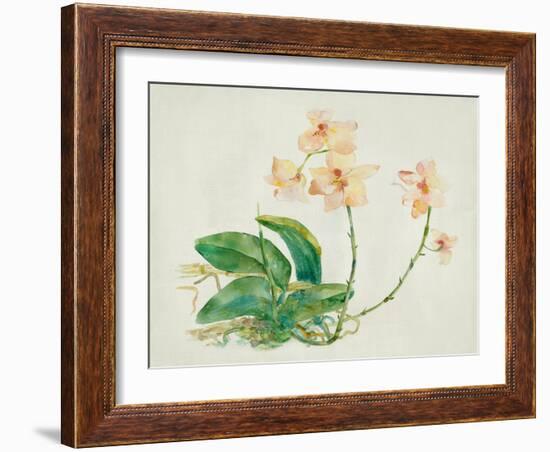 Pink Orchid-Maya Woods-Framed Art Print