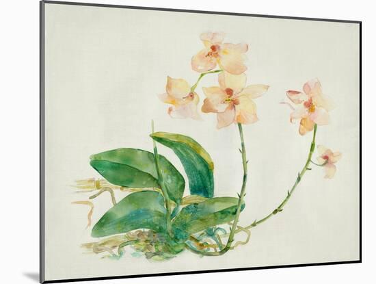 Pink Orchid-Maya Woods-Mounted Art Print