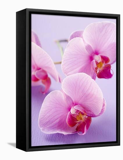 Pink Orchids-null-Framed Premier Image Canvas