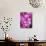 Pink Orchids-Darrell Gulin-Photographic Print displayed on a wall