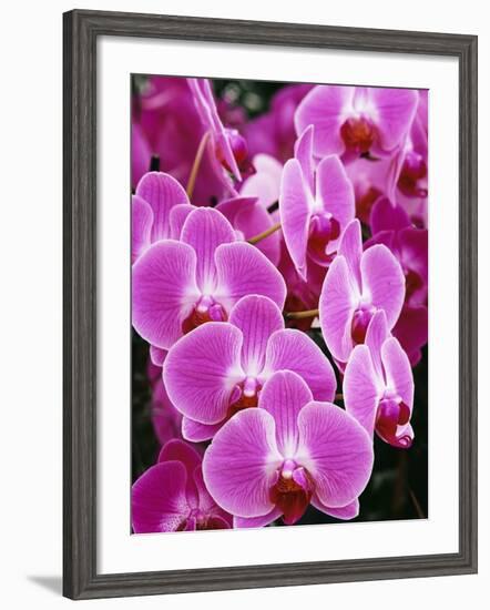 Pink Orchids-Darrell Gulin-Framed Photographic Print