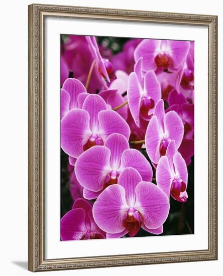 Pink Orchids-Darrell Gulin-Framed Photographic Print