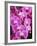 Pink Orchids-Darrell Gulin-Framed Photographic Print