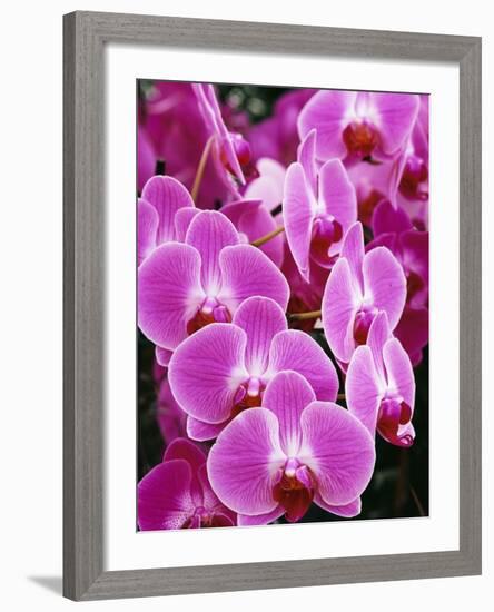 Pink Orchids-Darrell Gulin-Framed Photographic Print
