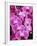 Pink Orchids-Darrell Gulin-Framed Photographic Print