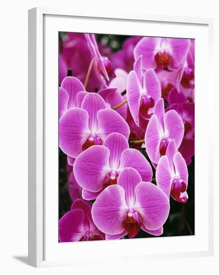 Pink Orchids-Darrell Gulin-Framed Photographic Print