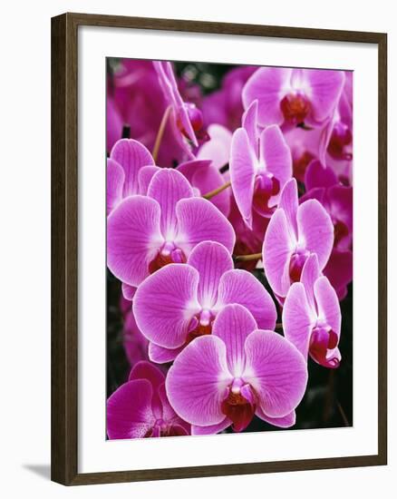 Pink Orchids-Darrell Gulin-Framed Photographic Print