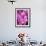 Pink Orchids-Darrell Gulin-Framed Photographic Print displayed on a wall