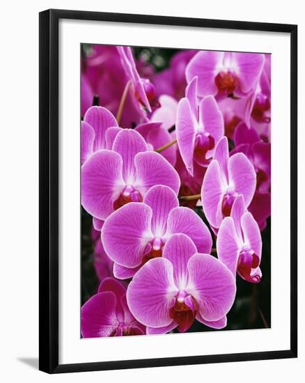 Pink Orchids-Darrell Gulin-Framed Photographic Print