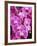 Pink Orchids-Darrell Gulin-Framed Photographic Print